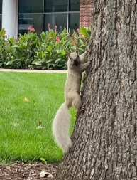 UW-Stout Squirrels! How to Let our Campus Squirrels Live their Best Lives