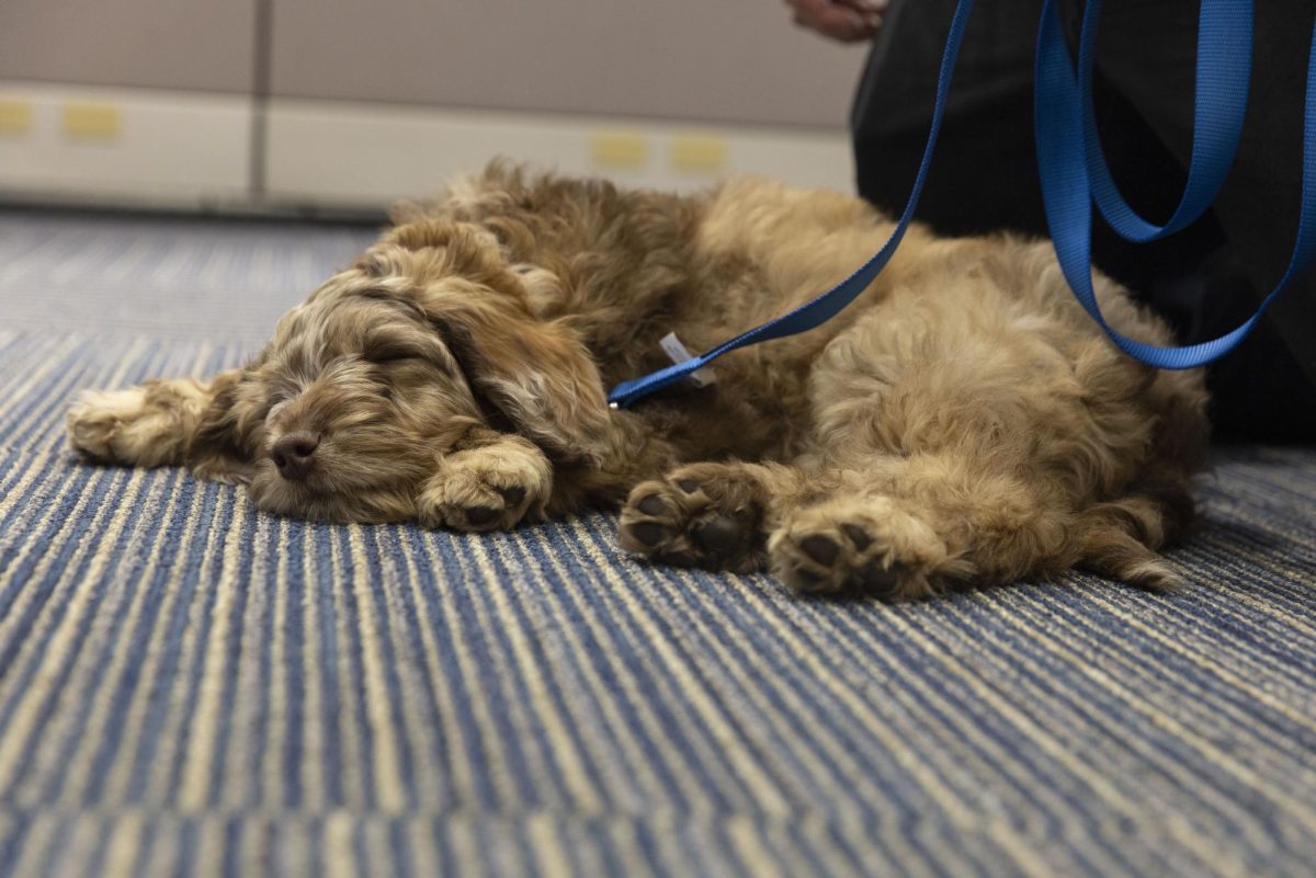Harvey was tuckered out after all the festivities. 